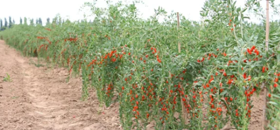 Baies de goji origine